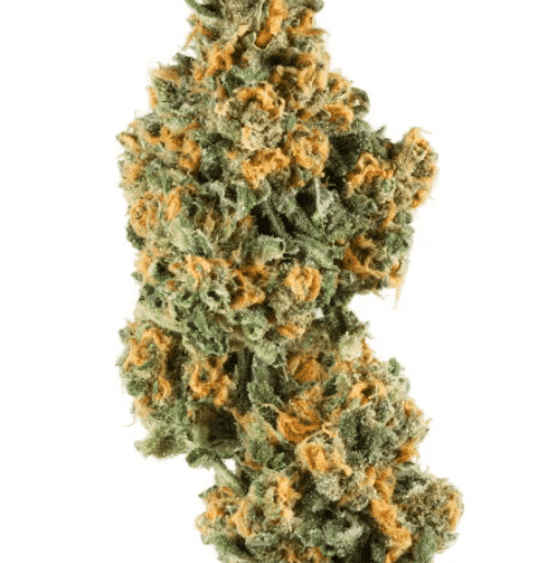 Top shelf DC cannabis buds available for same day delivery