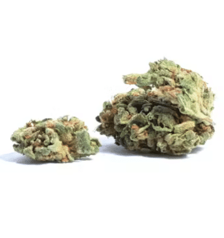 Comatose OG