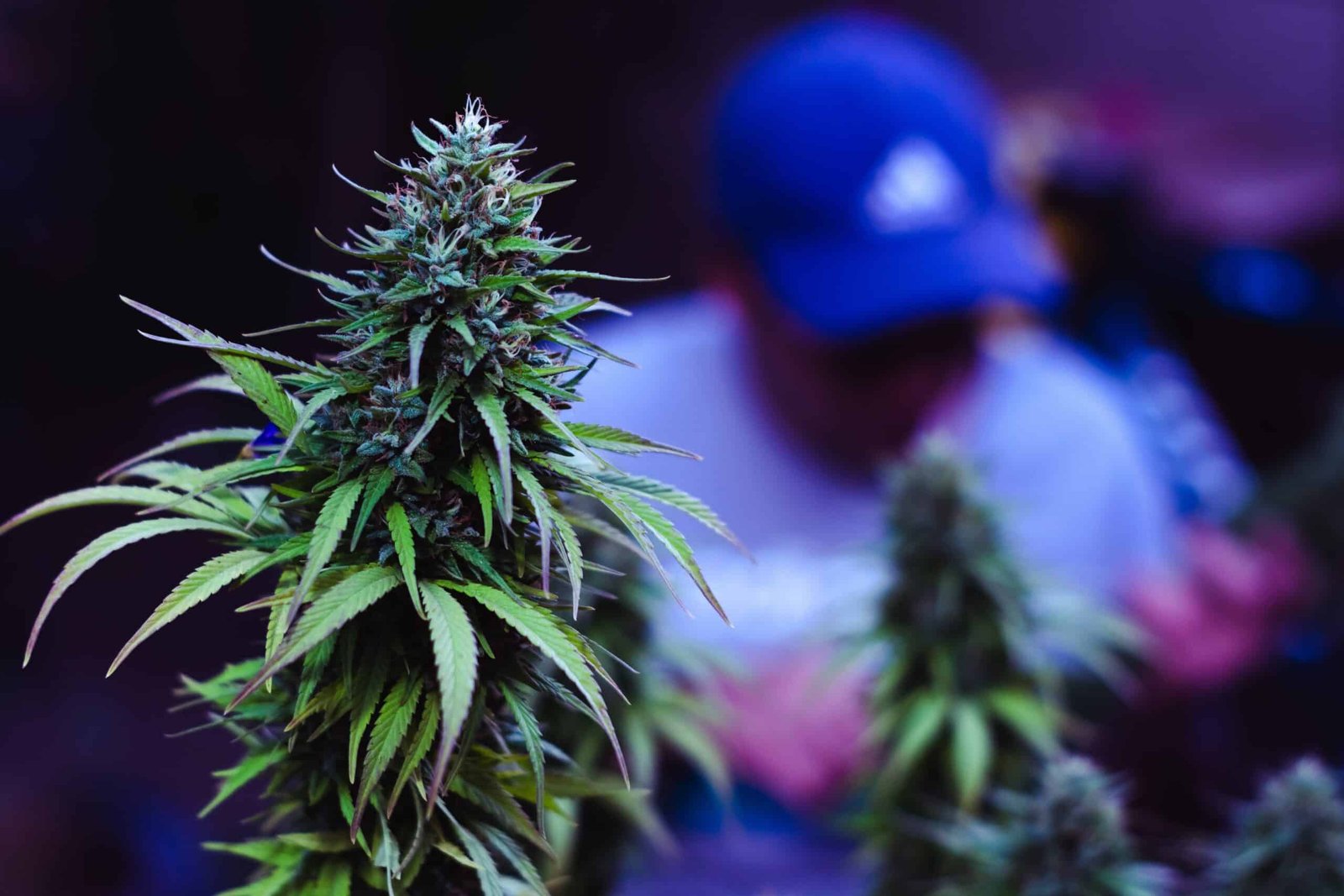 Premium cannabis flower delivery in Washington DC – DMV High I-71 dispensary